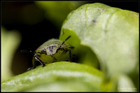 Grüne Stinkwanze ( Palomena prasina, Larve)