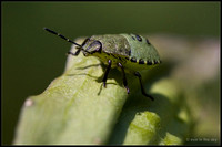 Grüne Stinkwanze (Palomena prasina, Larve)