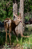 Zion NP - Mule Deer