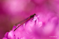 "Pretty In Pink" - Frühe Adonislibelle (Pyrrhosoma nymphula)