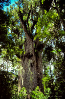 1500 year old Kauri Tree "Tane Mahuta" (Lord of the Forest) - Waipoua Kauri Forest