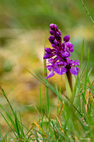 The Burren, Orchidee (Dactylorhiza incarnata)