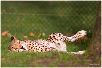 Gepard/Cheetah