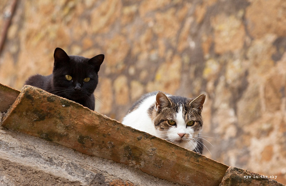 Il gatti di Civita di Bagnoregio