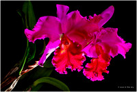 Orchidee (Cattleya)
