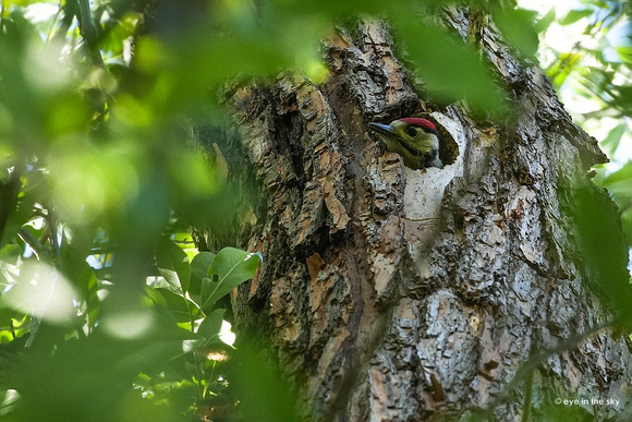 Buntspecht (Jungvogel)