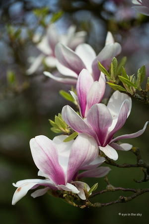 Botanischer Garten Bochum 2017