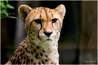Gepard/ Cheetah