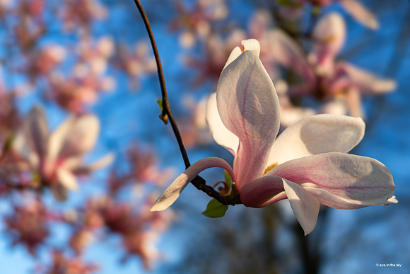 Magnolie