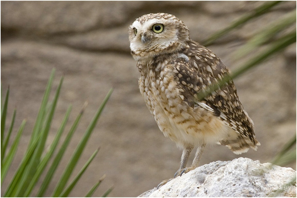 Wüsteneule/ Desert Owl