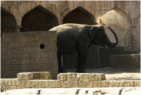 Indischer Elefant/Indian Elephant
