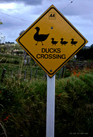 NZ street sign