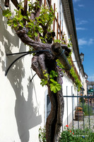 Maribor, älteste Weinrebe der Welt ( > 400 Jahre)