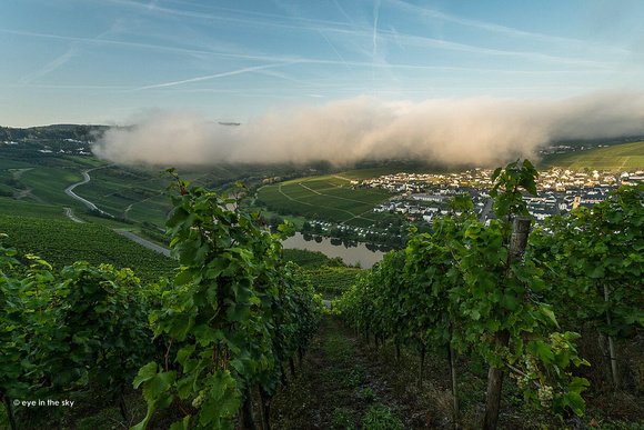 Nebel über Trittenheim