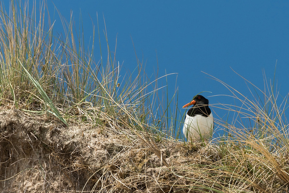 Amrum