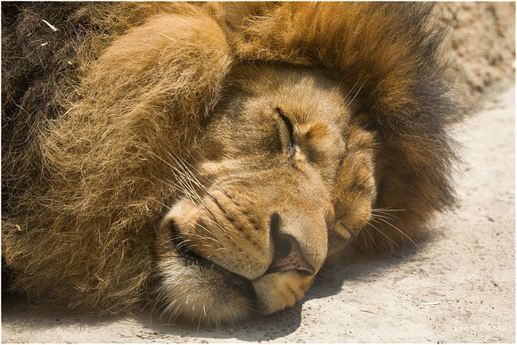 Löwe/Lion
