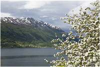 Ullensvang, Hardangerfjord