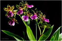 Orchidee (Zygopetalum)