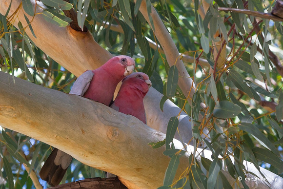 Pink Rosellas, Alice Springs
