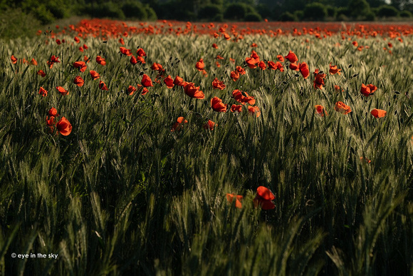 Gotland, Mohnfeld