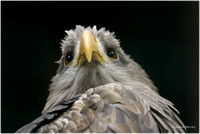 Steinadler