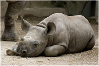 Junges Nashorn/ Young Rhinoceros