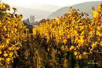 Weinlandschaft bei Ribeauville
