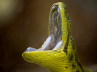 Gelber Python