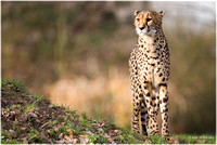 Gepard/Cheetah